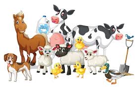 Animal Tags