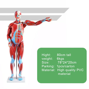 Medical Science Education Model with 27 Pieces