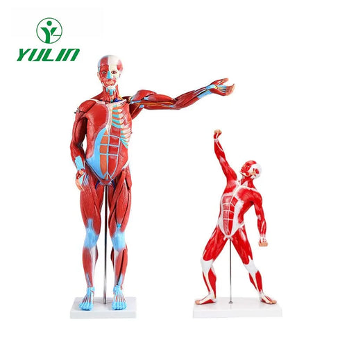 Medical Science Education Model with 27 Pieces