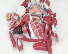 Medical Science Education Model with 27 Pieces