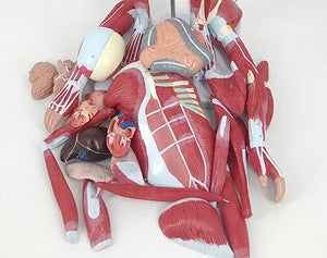 Medical Science Education Model with 27 Pieces