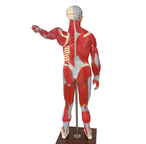 Medical Science Education Model with 27 Pieces