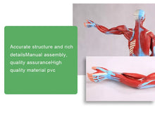 Medical Science Education Model with 27 Pieces