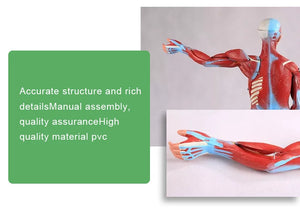 Medical Science Education Model with 27 Pieces