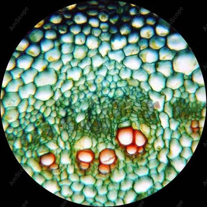 AmScope 40X-2500X Trinocular Biological Compound Microscope