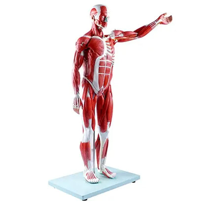 Medical Science Education Model with 27 Pieces