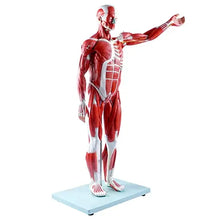 Medical Science Education Model with 27 Pieces