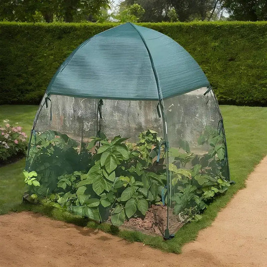 Tomato Greenhouse for Grow Plant