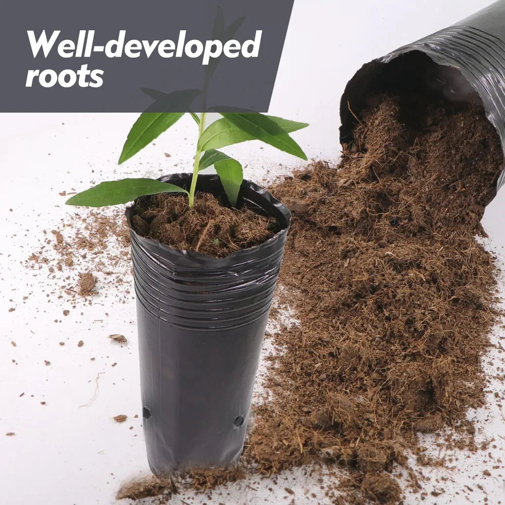 Tall Plastic Deep Nursery Tree Pots with Drainage Holes