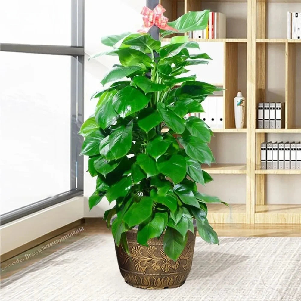 Resin Lotus Planter Pot - 7.5L Vintage Water Reservoir & Retro Flower Pot