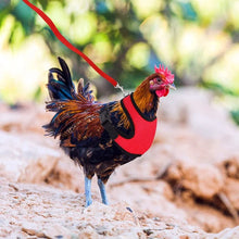 Adjustable Chicken Harness & Leash