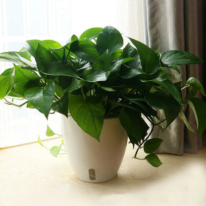 Self-Watering White Plastic Planter Pot (13x13cm)